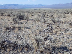 Doublesprings Pass Road: sagebrush steppe