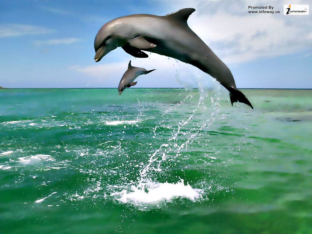 The best top desktop dolphin wallpapers hd dolphins wallpa… | Flickr