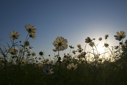 tokyo 東京 cosmos tachikawa 立川 showakinenpark 昭和記念公園 コスモス sunsetyellow サンセットイエロー