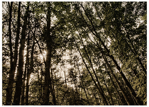 trees light ontario monochrome forest machar southriver frostpocket photosketch machartownship 18mm200mm