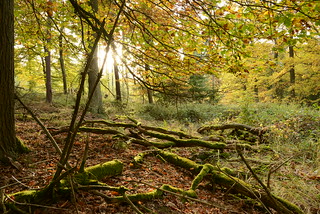 Autumn colours in an hessian forrest