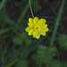 Flickr photo 'P20140310-0078—Ranunculus californicus—Old Briones Road' by: John Rusk.
