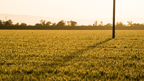 20150415-NRCS-LSC-0862 by USDAgov, Power lines run through a California farm field, at sunset, near Sacramento, CA, on Wednesday, April