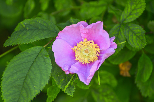 <p><i>Rosa</i> sp., Rosaceae<br />
 Perhaps <i>Rosa nutkana</i> X <i>Rosa pisocarpa</i><br />
Iona Beach Regional Park, Richmond, British Columbia, Canada<br />
Nikon D5100, 70-300 mm f/4.5-5.6<br />
May 19, 2013</p>