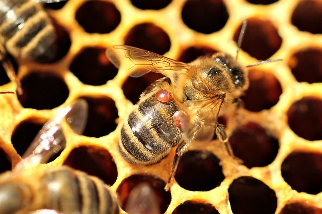 Western Honey Bee (Apis mellifera) with attached Varroa Mites (Varroa destructor)