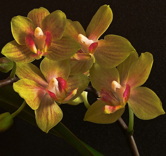 Phalaenopsis (unknown hybrid)