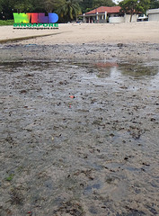 Seagrass meadows at East Coast Park