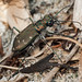 Flickr photo 'Western Tiger Beetle' by: imarsman.