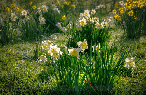morning green grass yellow morninglight spring dew daffodil hdr sidelit subtlehdr
