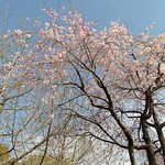 ほわ〜ん  #sakura #spring #nikon #桜