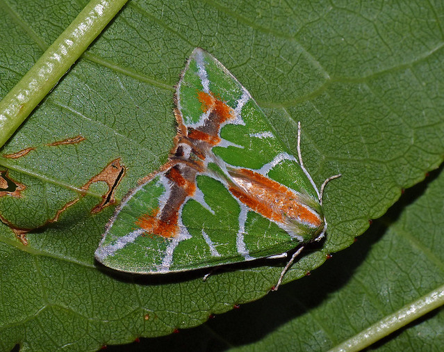 Geometrid moth Chlorodes boisduvalaria