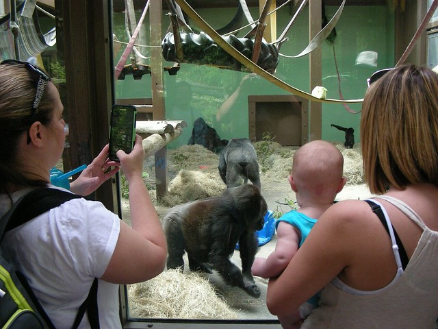 Knoxville Gorillas 003: Enclosure