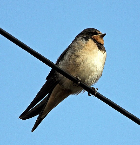 Swallow Juvenile Bucklesham Suffolk