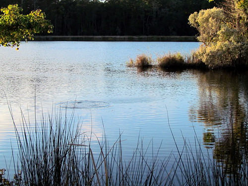 sc nature wetland bennettpointrd