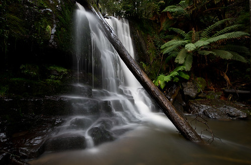 longexposure fern water waterfall log falls tasmania lilydale lilydalefalls