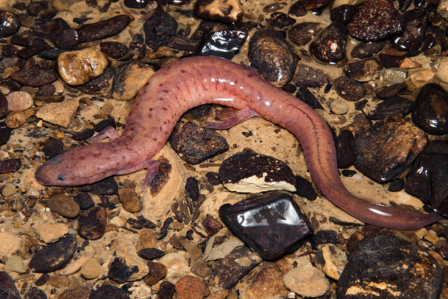 Tennessee Cave Salamander (Gyrinophilus palleucus)
