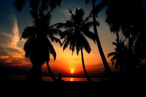 sunset beach palm india silhouette backlit havelock