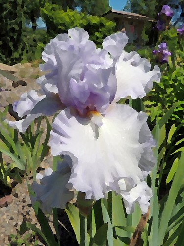 Iris digitally filtered | by the PODDER