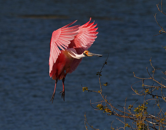 Incoming Spoonbill