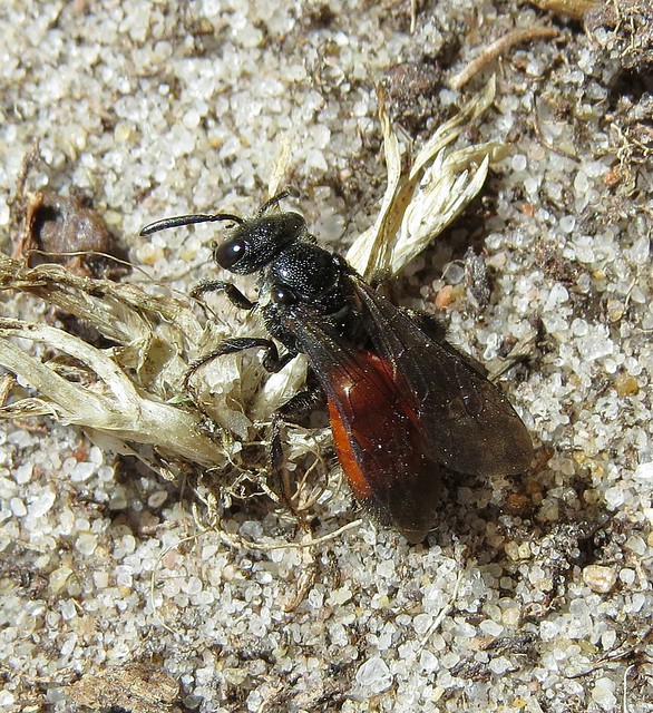 Sphecodes Retic Sphecodes reticulatus (Reticulate Blood Bee) | Flickr