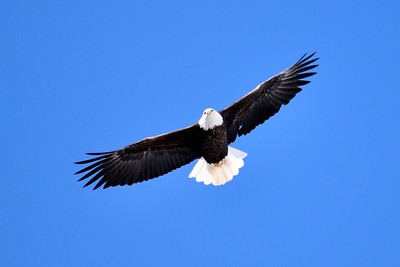 photo of a Bald Eagle