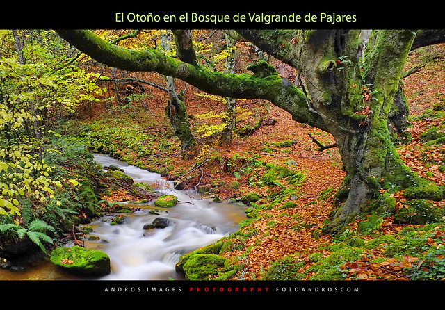 OTOÑO EN EL BOSQUE DE VALGRANDE DE PAJARES //   AUTUMN IN THE FOREST VALGRANDE PAJARES