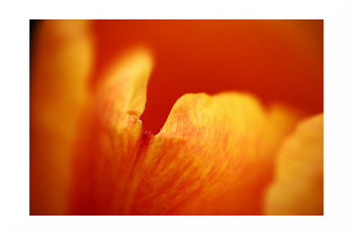 A walk in the garden IV | by v.ph.j. (busy)