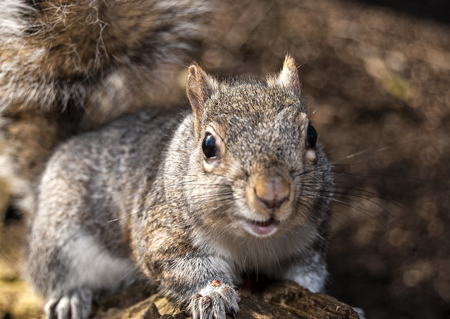 squirrels of Heaton Park (5)