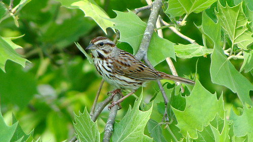 bird spring sparrow