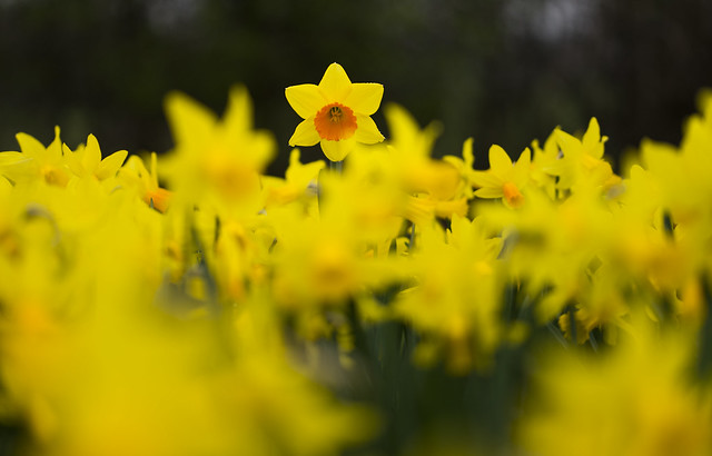 Spring - Daffodil