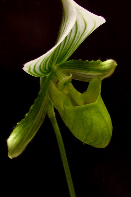 paphiopedilum maudiae magnificum
