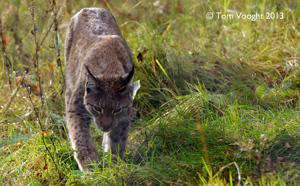 Animals of Northern Norway (34) | Lynx | tmv_media | Flickr