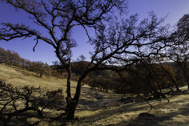 Sierra Foothills Frame By A Black Oak