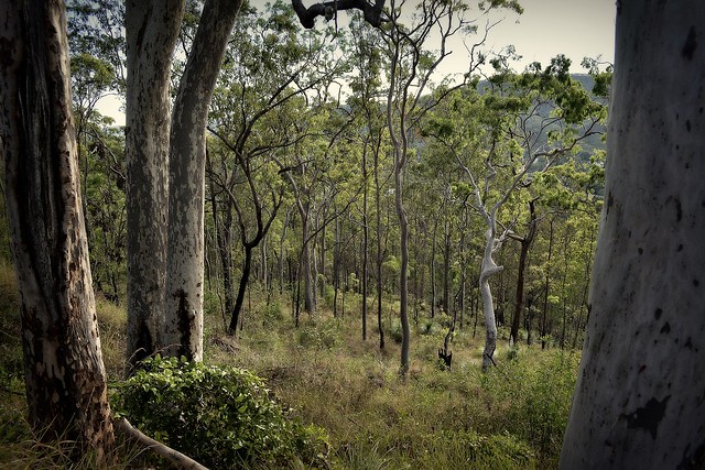 woodland above Canungra