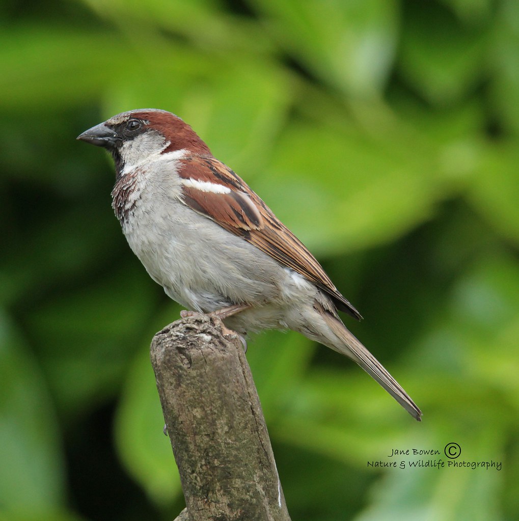 Passer domesticus. House Sparrow | Taken in my garden in Not… | Flickr