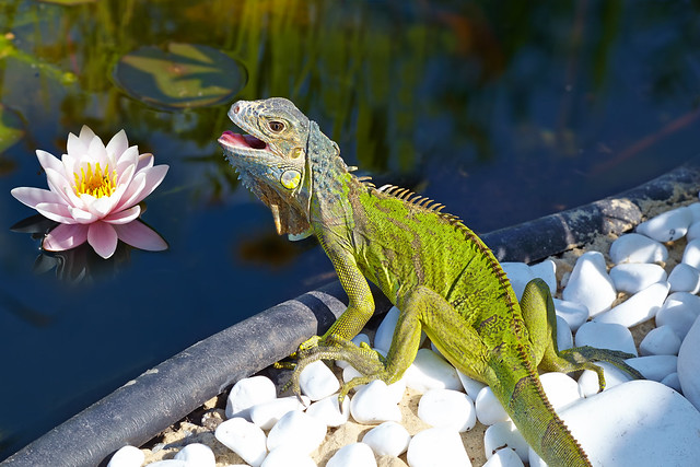 Iguana sits on the bank of the pond. It opened her mouth to cool off from the heat. The blooming lotus pond.