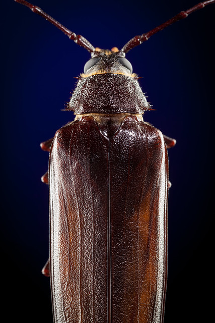 Some Giant-Ass Bug 8710