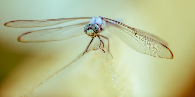 Sundance Dragonfly