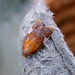 Flickr photo 'Acleris holmiana. Tortricidae' by: gailhampshire.