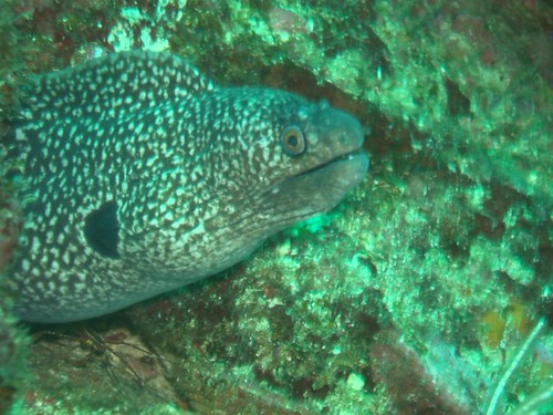 underwater wildlife scuba panama eel moray centralamerica coiba