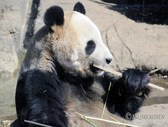 Panda enjoying a tasty bamboo 恩賜上野動物園 Ueno Zoo Tokyo