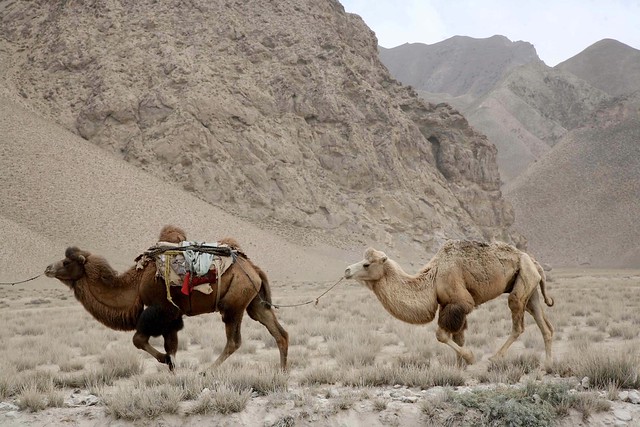 Bactrian Camel Trade Route Tibetan Side of Kunlun Mountains China Asia