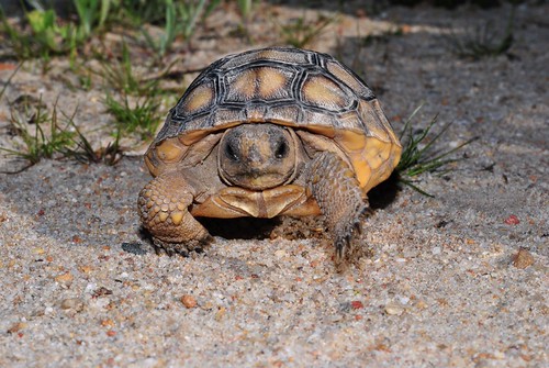 Baby Gopher Tortoise - Gopherus polyphemus | Handled under P… | Flickr