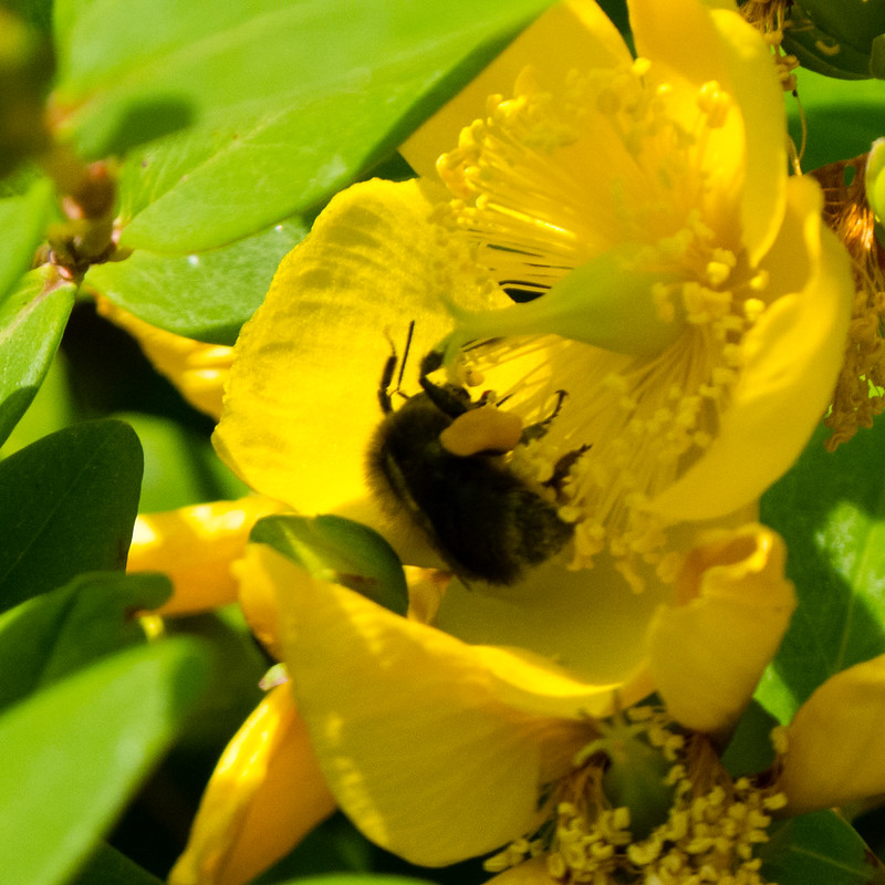 Acrobatic bee collecting honey