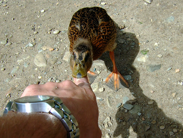 Duck Feed Bite