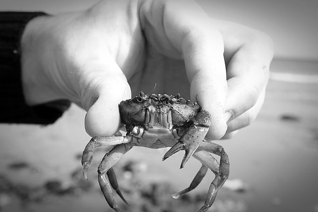 Sheringham crab.