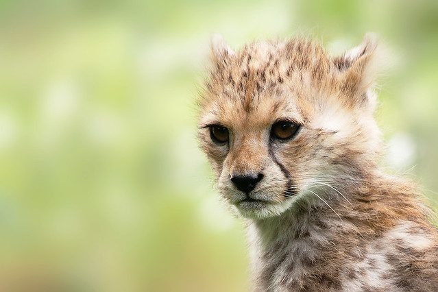 Cheetah cub 2013  #1