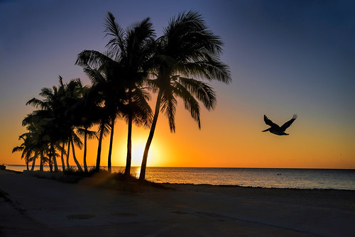 morning blue orange beach colors yellow sunrise daylight early florida silhouettes pelican tropical keywest wakeup sonata coconutpalms nikond800
