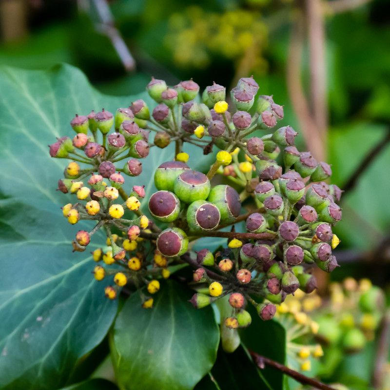Ivy seeds ripening
