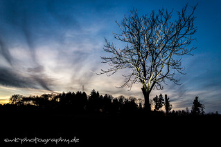 luminous tree - höhenweg zwischen alt-lechtern und hammelbach - www.smk-photography.de